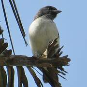 White-breasted Woodswallow