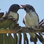 White-breasted Woodswallow