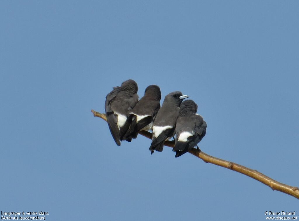 White-breasted Woodswallow, identification, Behaviour