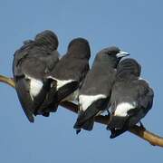 White-breasted Woodswallow