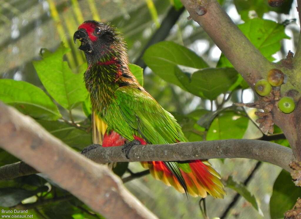 Yellowish-streaked Loryadult, identification, Behaviour