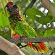 Yellow-streaked Lory