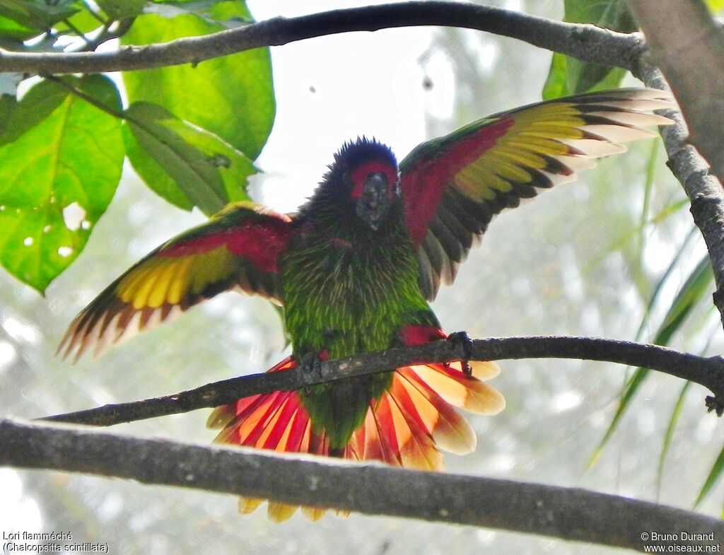 Yellow-streaked Loryadult, identification, Behaviour