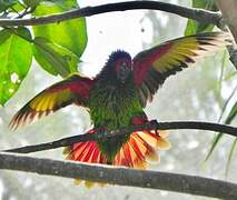 Yellowish-streaked Lory