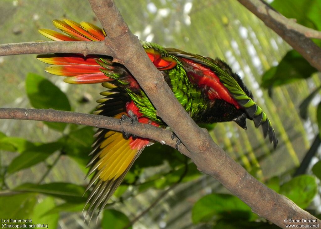 Yellowish-streaked Loryadult, identification