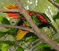 Yellow-streaked Lory