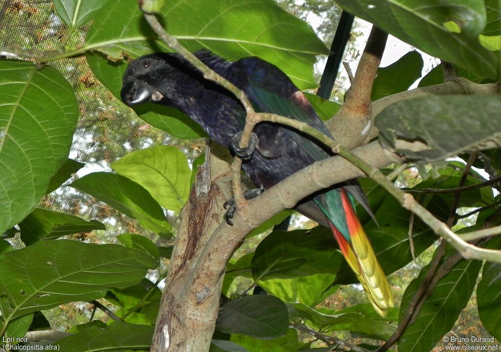 Black Loryadult, identification