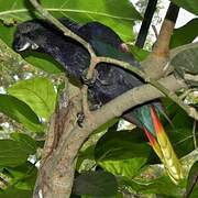 Black Lory