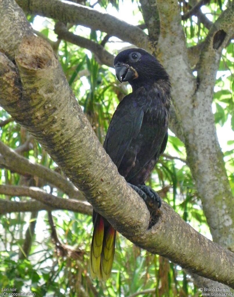 Black Loryadult, identification