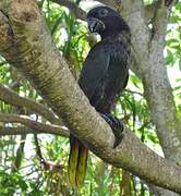 Black Lory