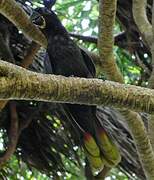 Black Lory