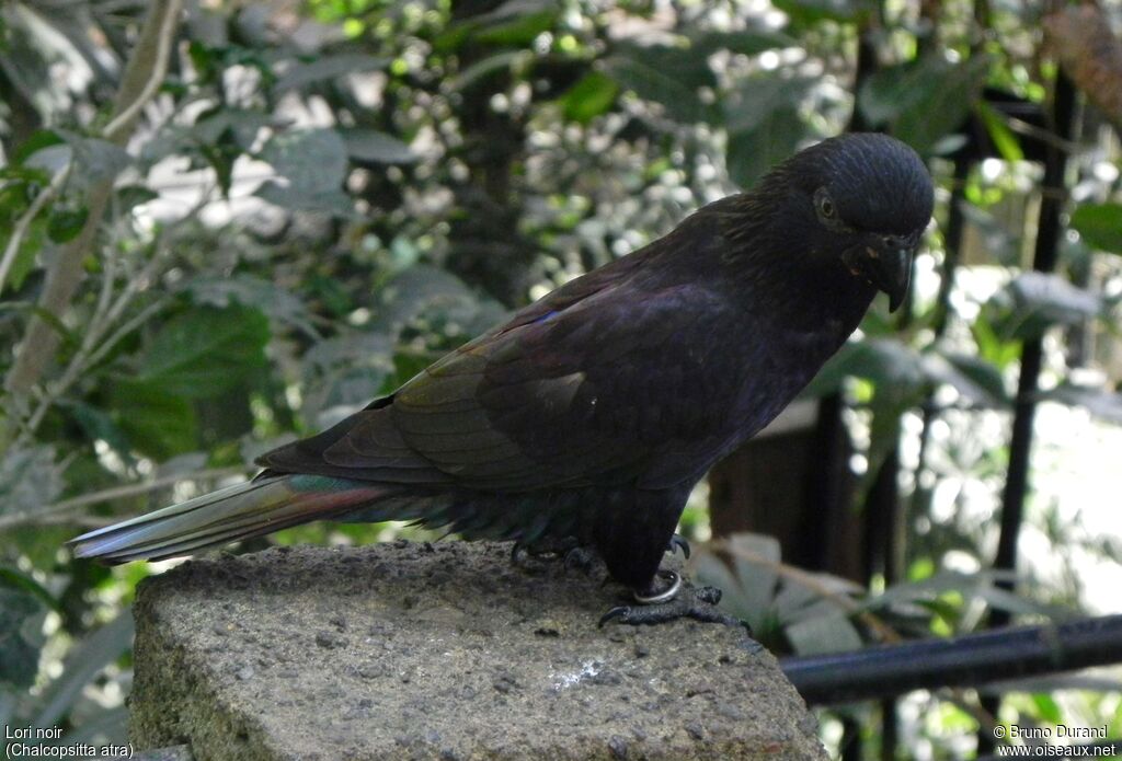 Black Loryadult, identification