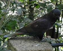 Lori noir Chalcopsitta atra