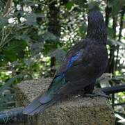 Black Lory