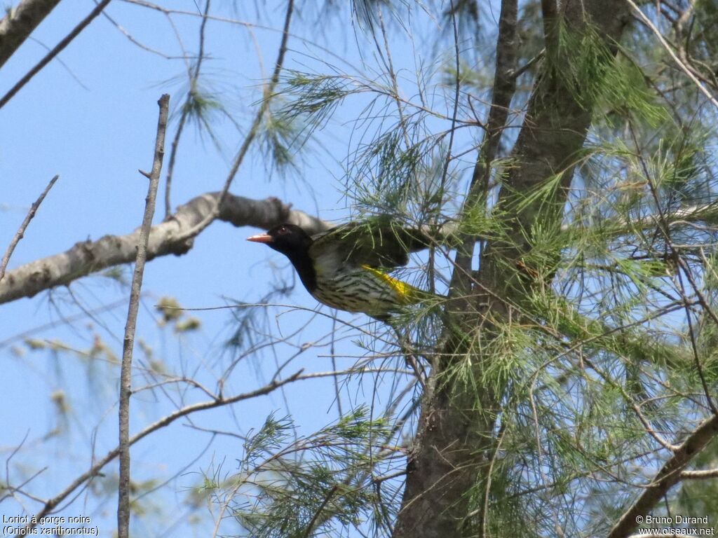 Dark-throated Oriole male adult, Flight