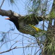 Dark-throated Oriole