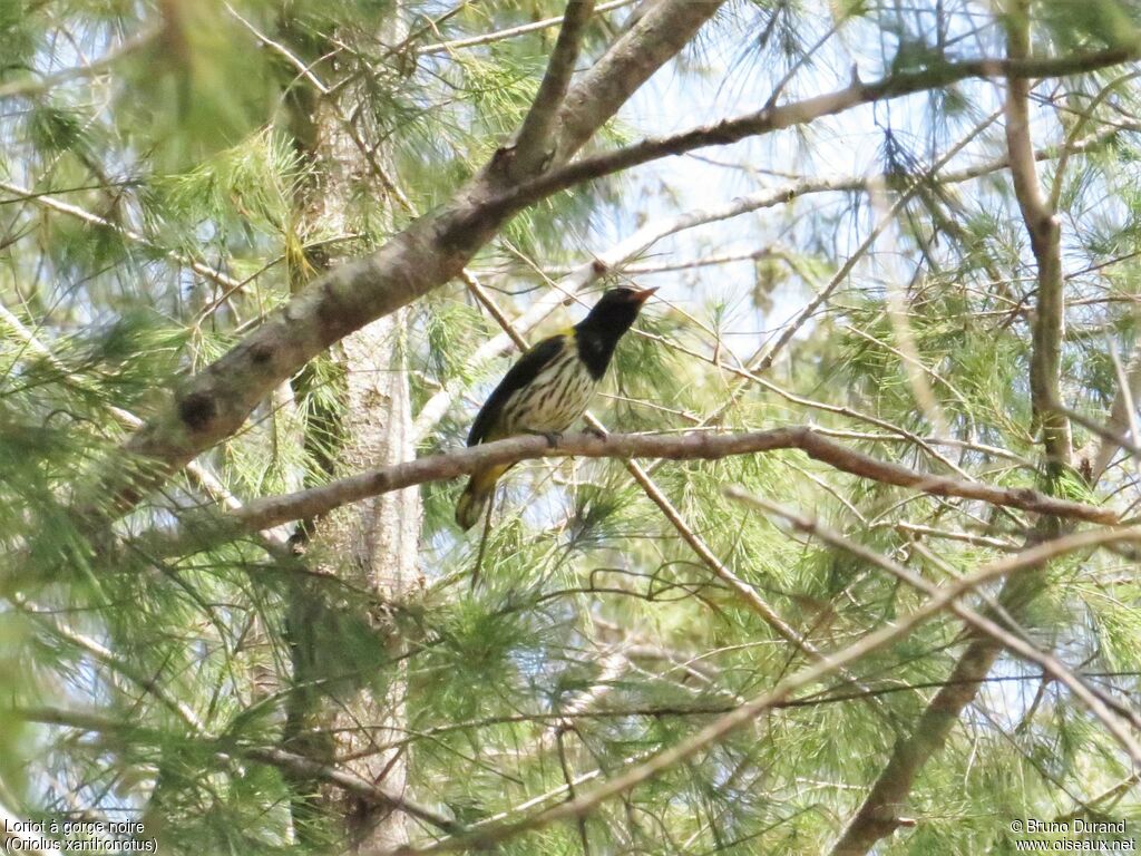 Dark-throated Oriole male adult, identification, Behaviour