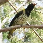 Dark-throated Oriole