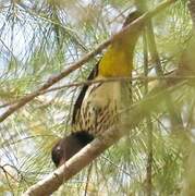 Dark-throated Oriole