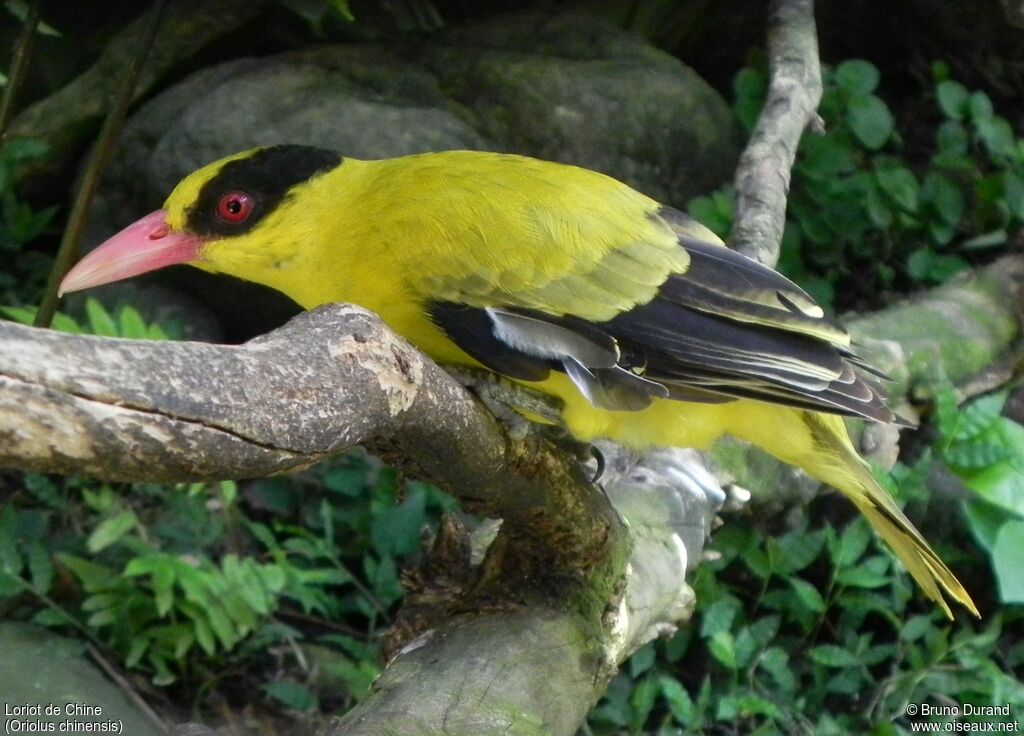 Black-naped Oriole, identification, Behaviour