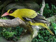 Black-naped Oriole