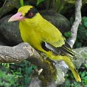 Black-naped Oriole