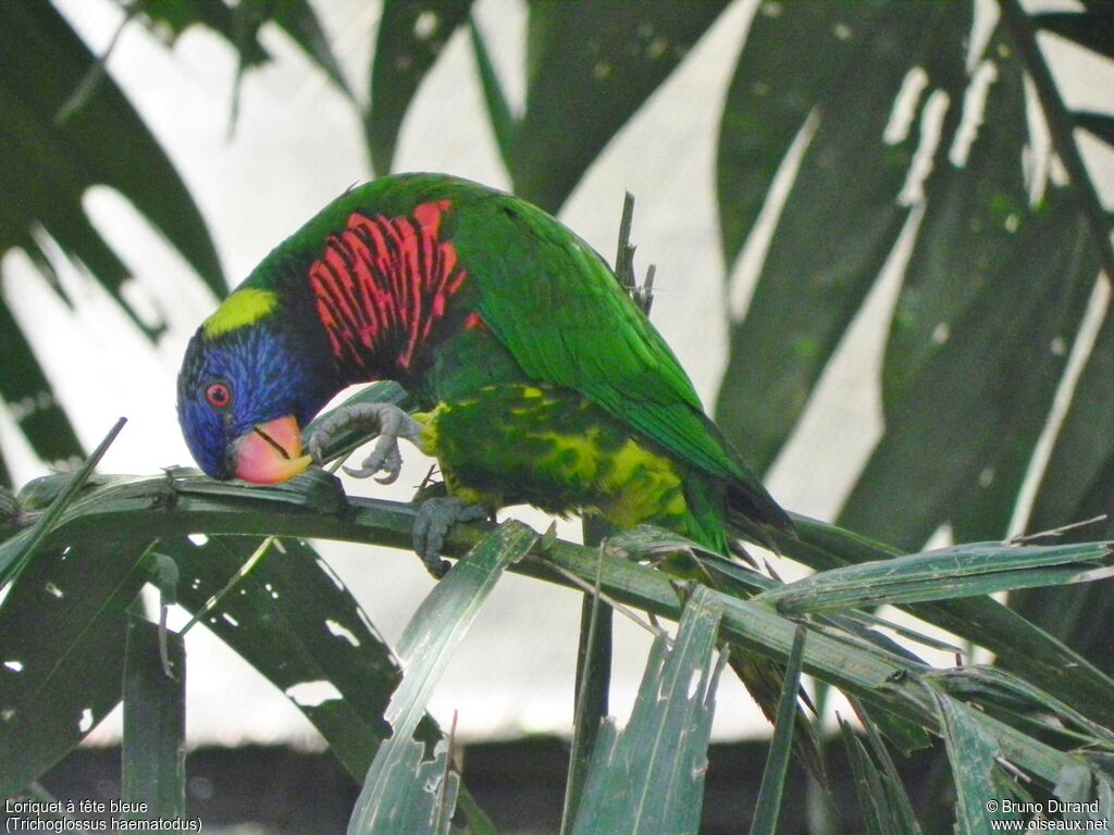 Coconut Lorikeetadult, identification, Behaviour