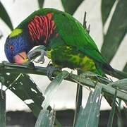 Coconut Lorikeet