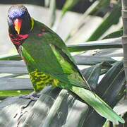 Loriquet à tête bleue