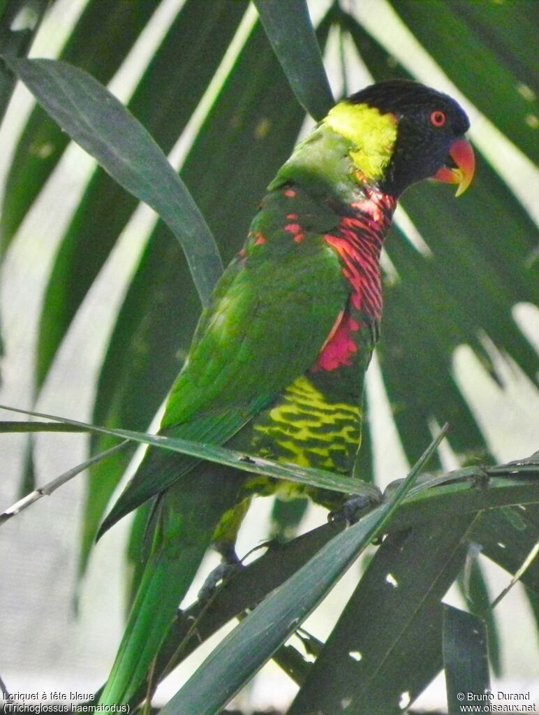 Coconut Lorikeetadult, identification