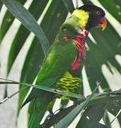 Coconut Lorikeet