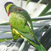 Coconut Lorikeet