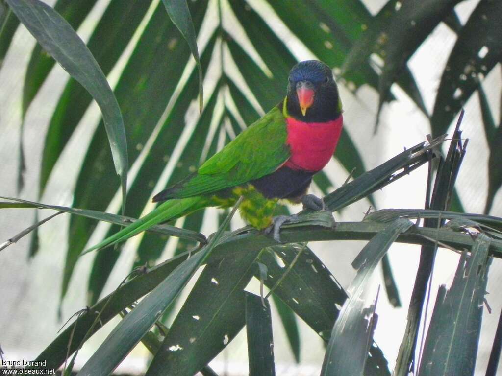 Sunset Lorikeet, identification