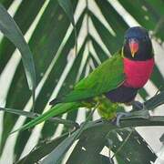 Sunset Lorikeet