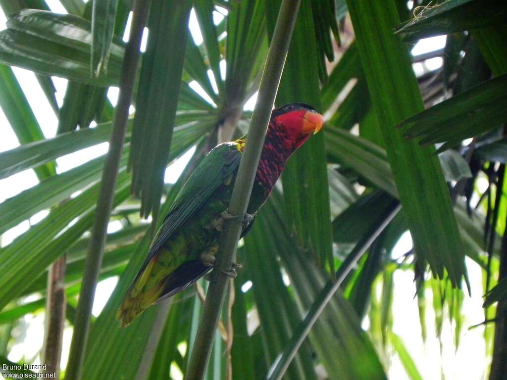 Ornate Lorikeetadult, identification