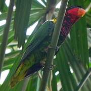 Ornate Lorikeet