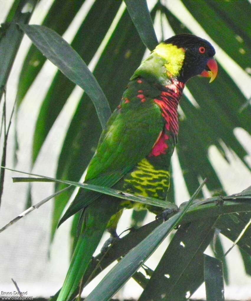 Loriquet ornéadulte, identification