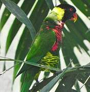 Ornate Lorikeet