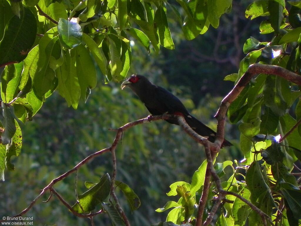 Chestnut-bellied Malkoha