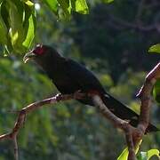 Chestnut-bellied Malkoha