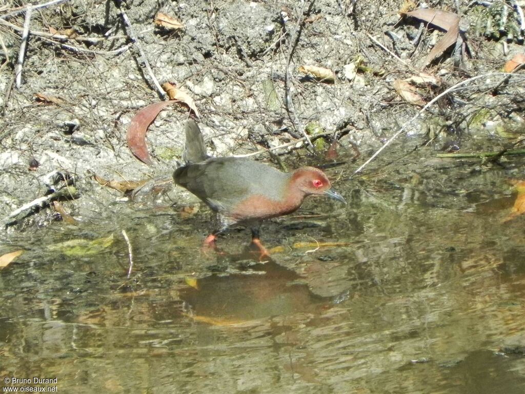 Marouette bruneadulte, identification