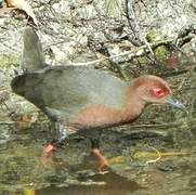 Ruddy-breasted Crake