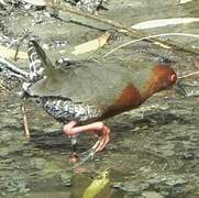 Ruddy-breasted Crake