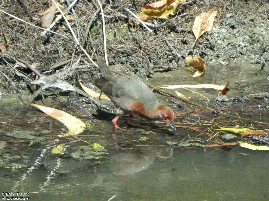 Ruddy-breasted Crakeadult, Behaviour