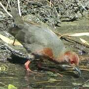 Ruddy-breasted Crake