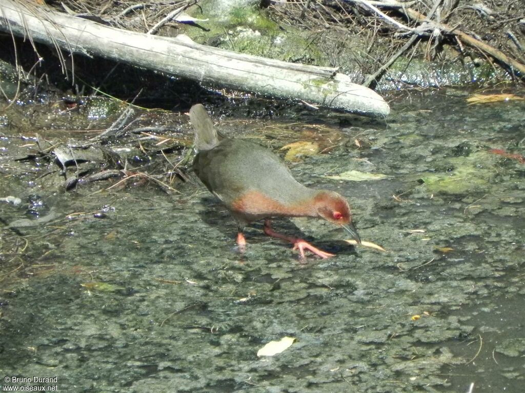 Ruddy-breasted Crake, Behaviour