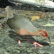 Ruddy-breasted Crake