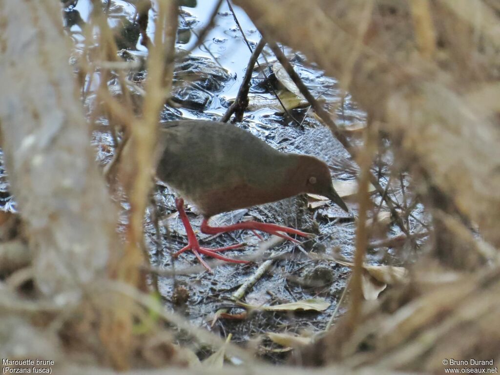 Ruddy-breasted Crake