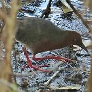 Ruddy-breasted Crake