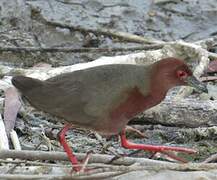 Ruddy-breasted Crake